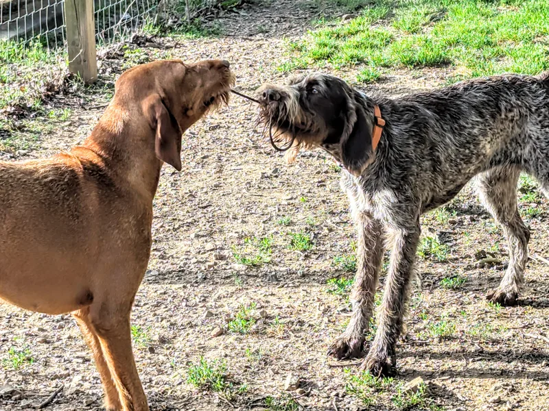 Buffalo Creek Kennel