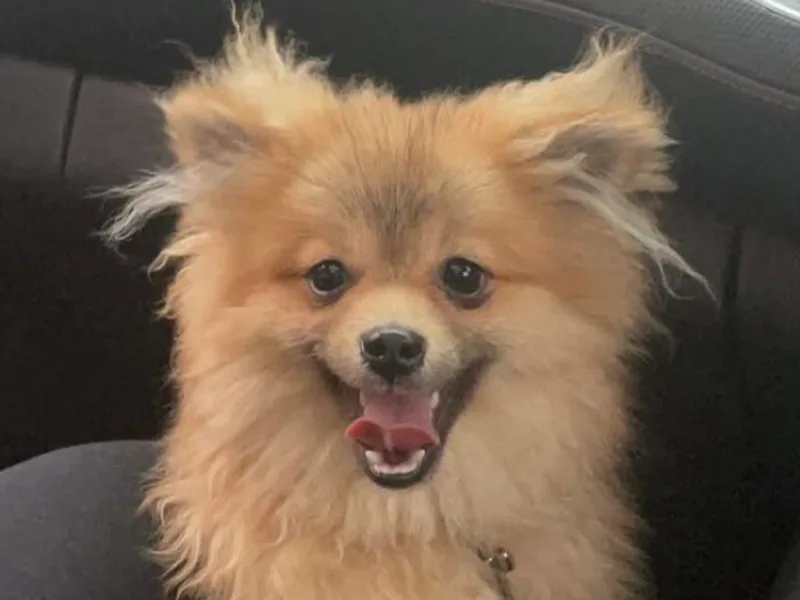 Buffalo Pomeranians 716