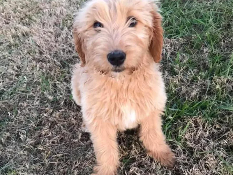 Buffalo River Doodles