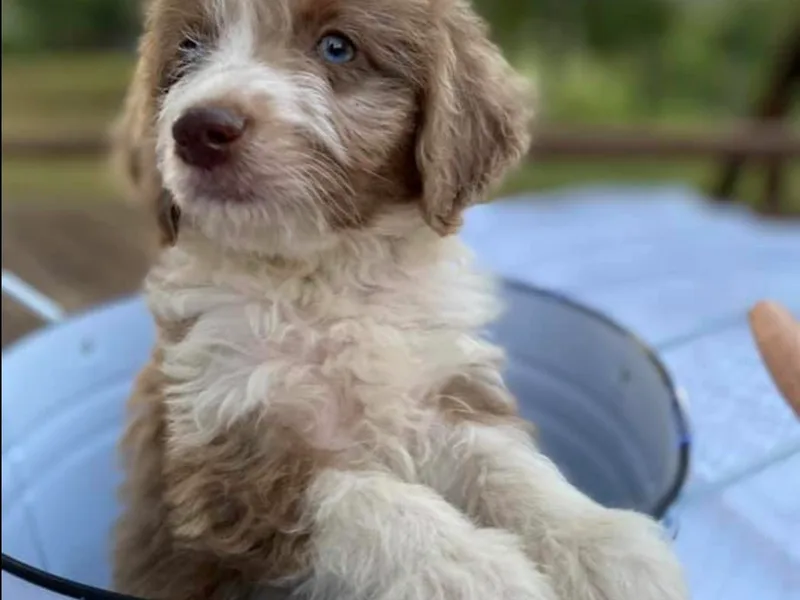 Buffalo River Puppies