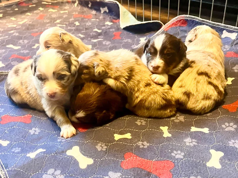 Buffy’s Little Aussies