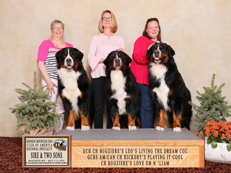Bugziere Bernese Mountain Dogs