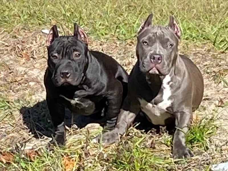 Built Tough Kennels