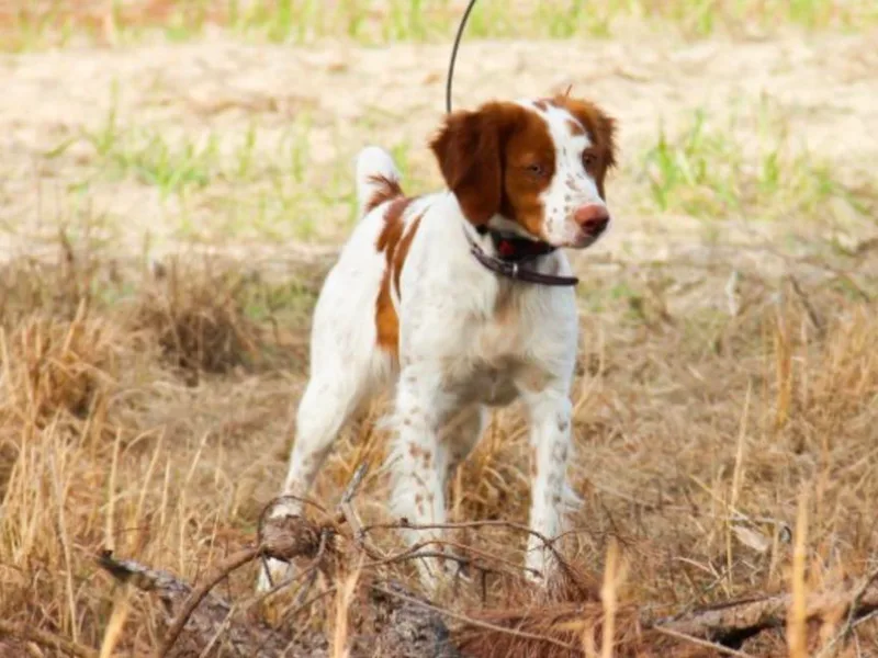 Bull Creek Kennels