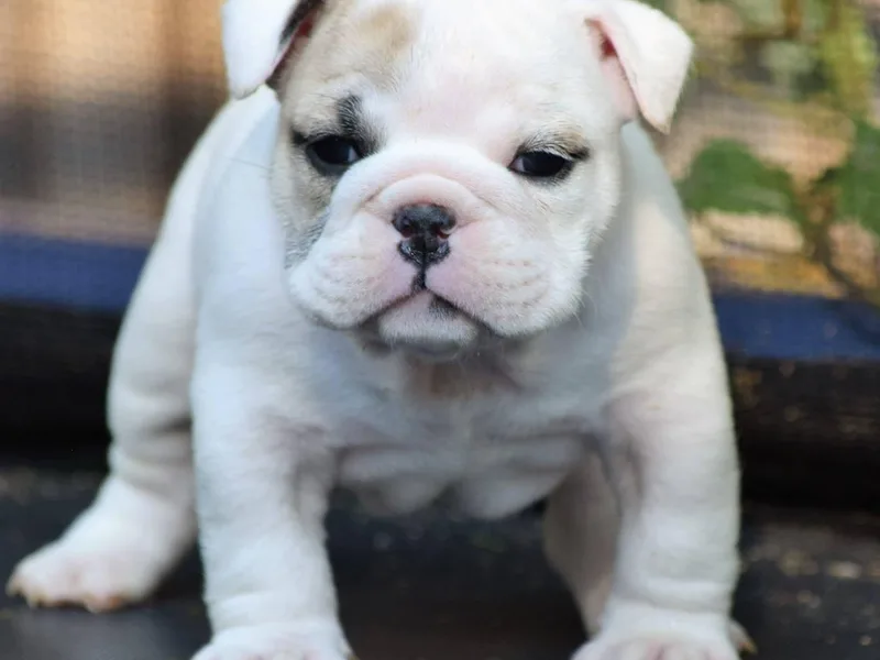 Bull Mountain Bulldogs