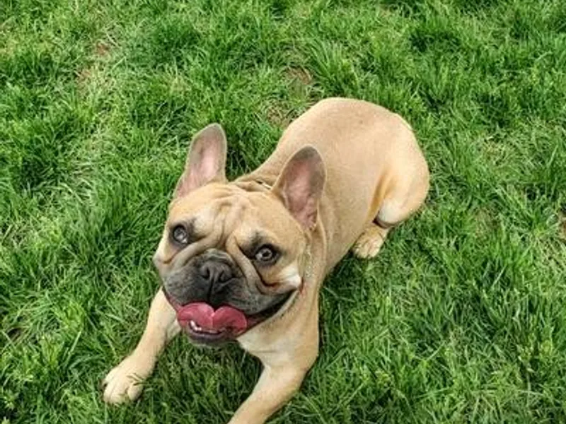 Bull Puppies