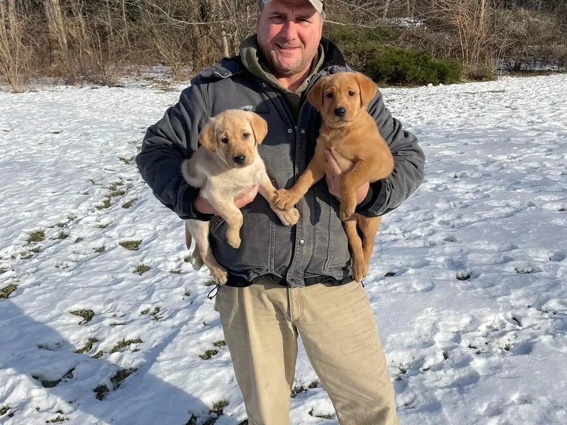 Bull Valley Retrievers