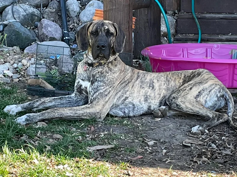 Bull West Kennels