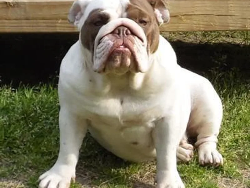 Bulldogs of English