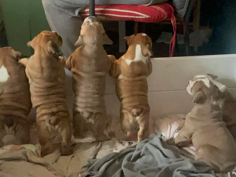 BulldogWA