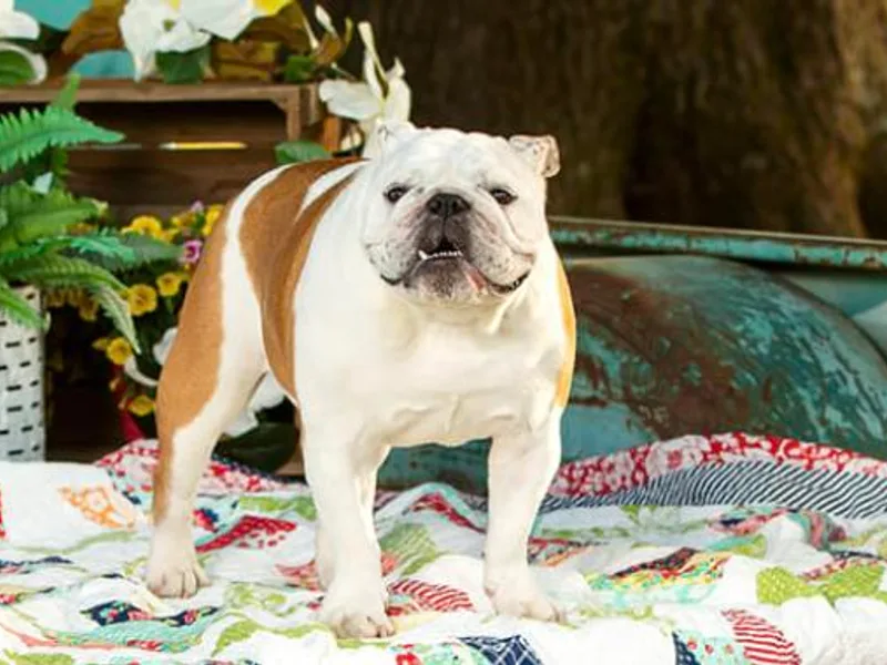 Bullins' Bulldogs