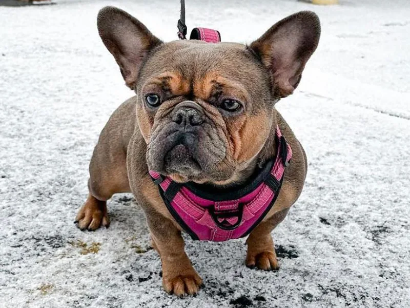 Bullmatic Kennels LLC