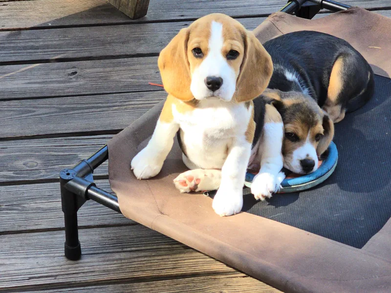 Bullock 's Beagles