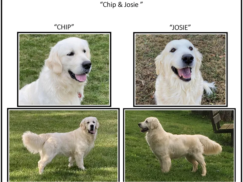 Bullock's Golden Retrievers, LLC