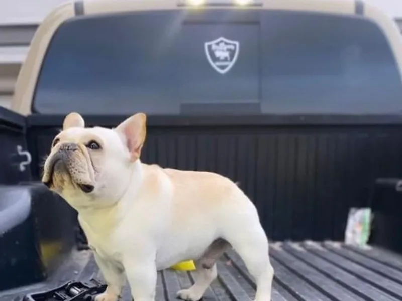 Bullpen Frenchies