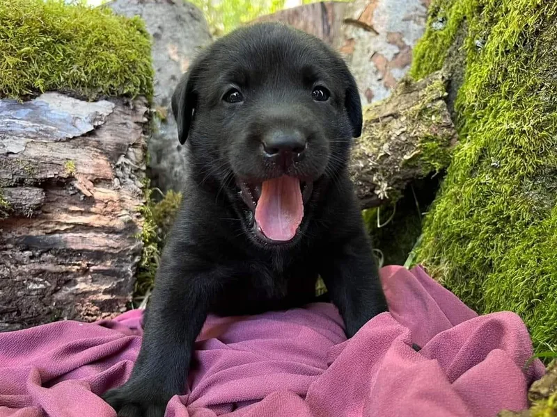 Bullruns Labradors