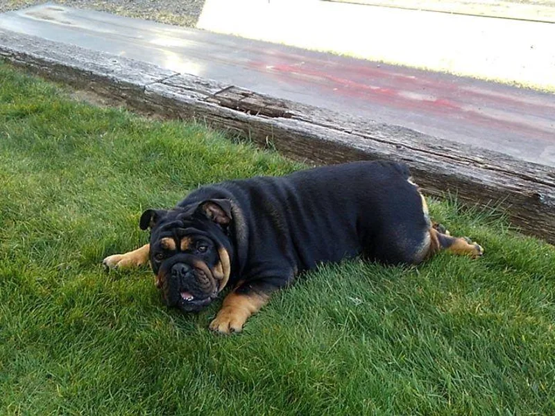 Bullwrinklz