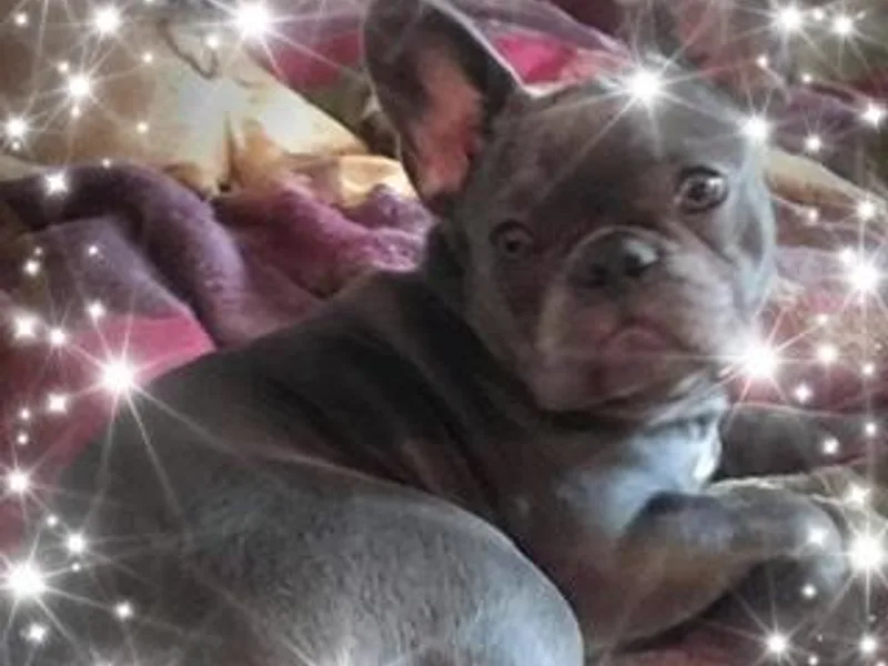 Bully For You Kennels