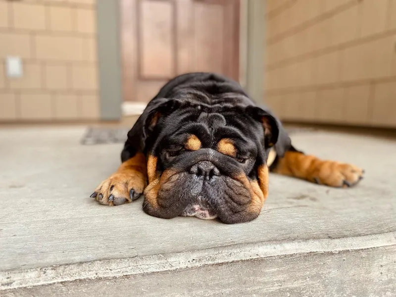Bully Proof English Bulldogs
