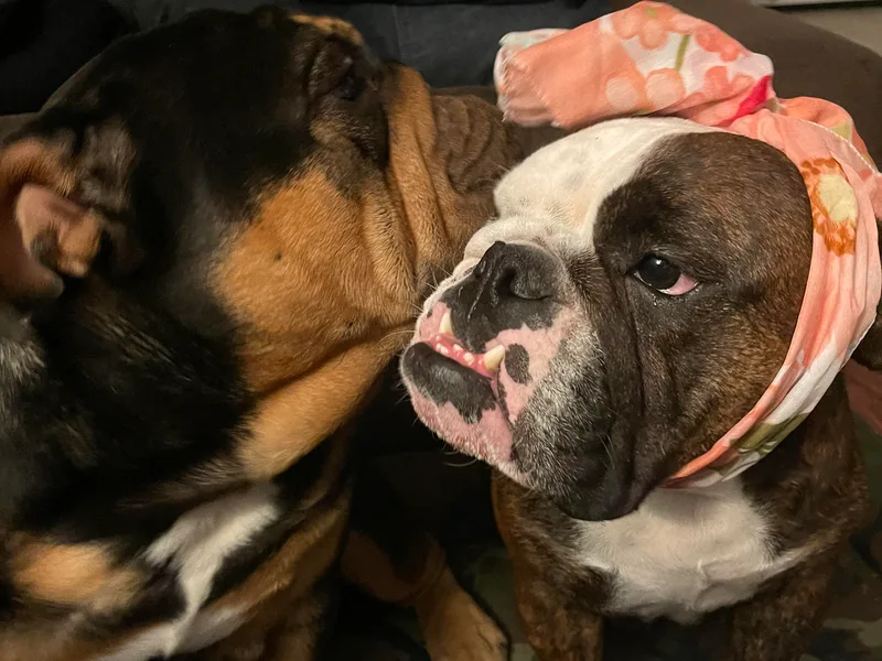 Bully’s of Naboo