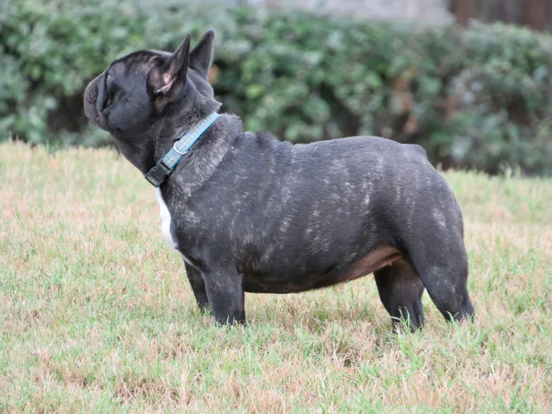BullyBBbulldogs photo 1