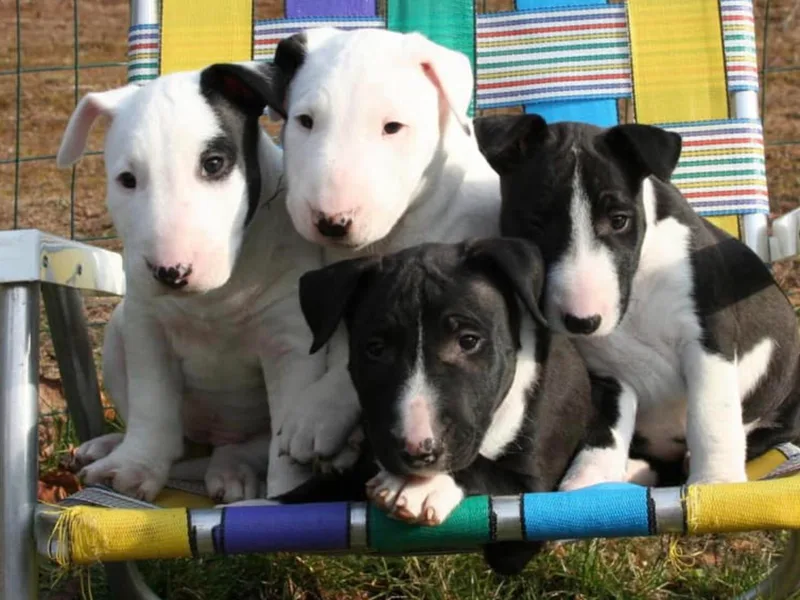 Bullyhill BullTerriers photo 1