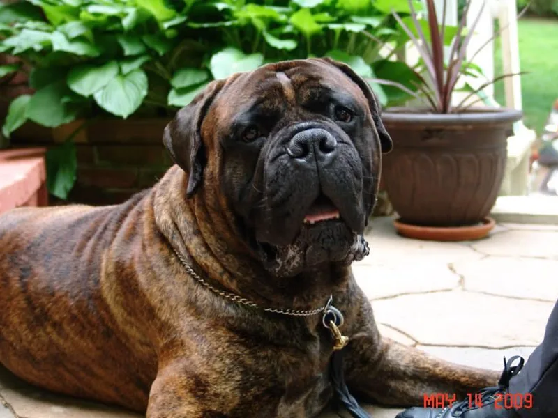 Bulwark Bullmastiffs