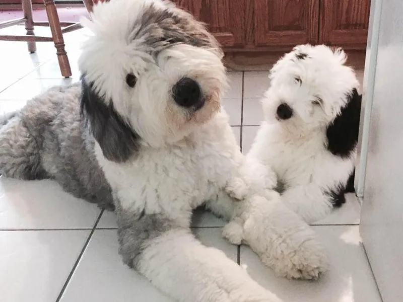 Bumblebears Old English Sheepdogs