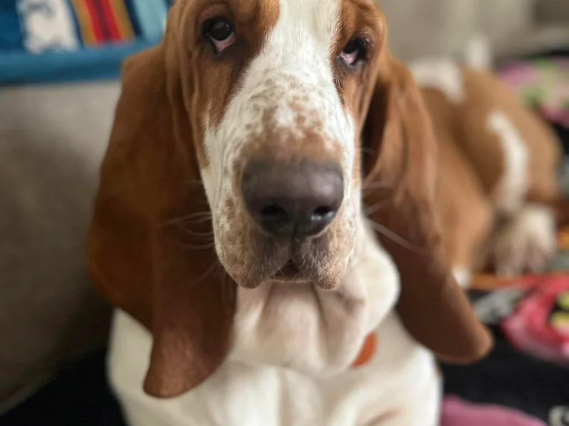 Bumpkin Basset Hounds