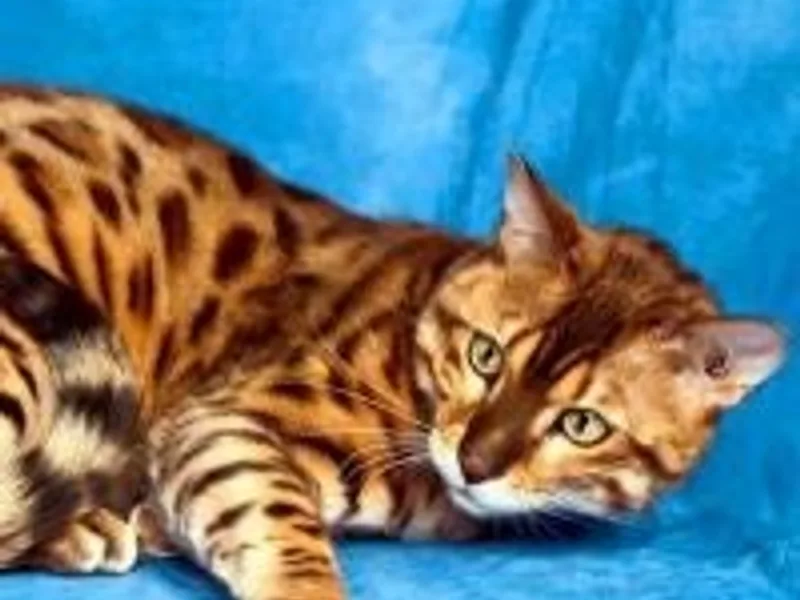 Bundara Bengals photo 1