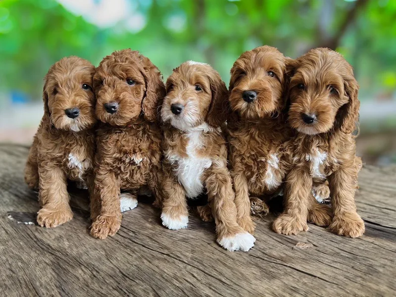 Bundle of Joy Doodles