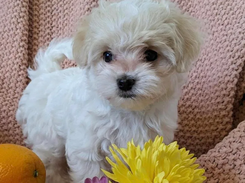 Bundle of Joy Maltipoo