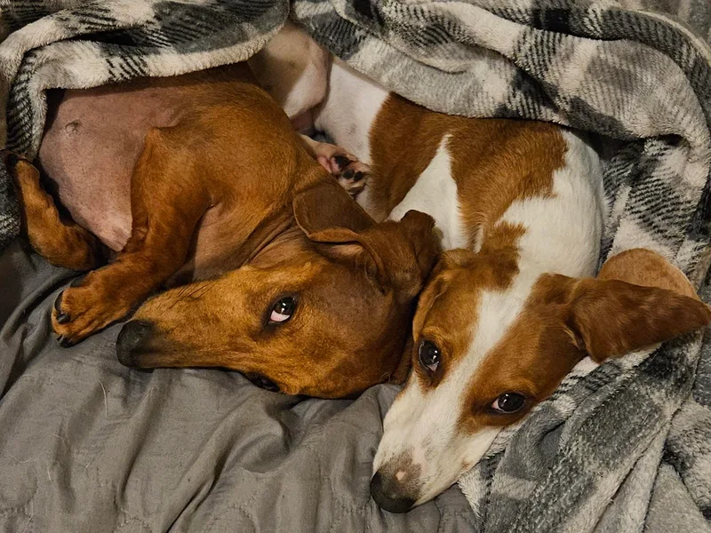 Bundles of Joy