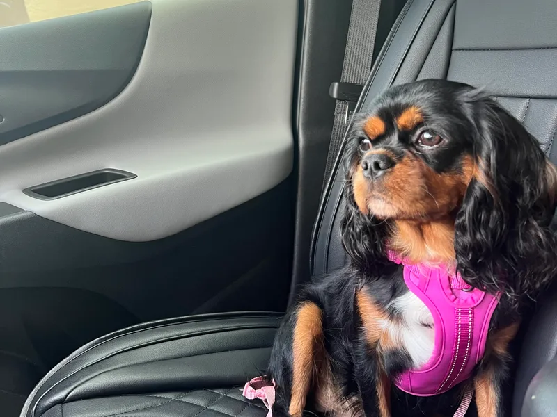 Bunker Hill Cavaliers