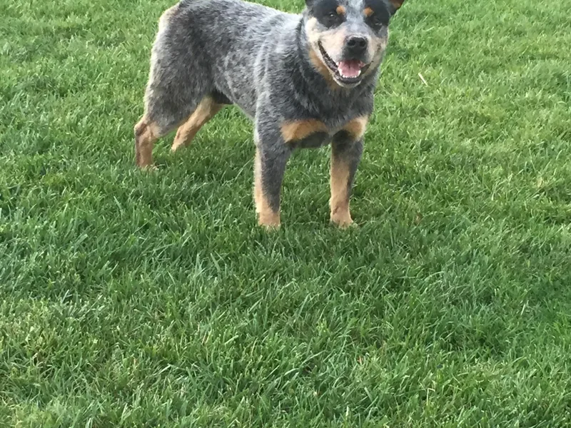 Bunker's Australian Cattle Dogs