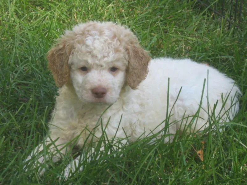 Buonamici Lagotto Romagnolo