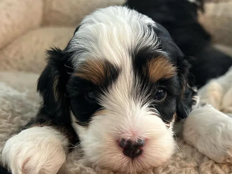 Burbank Bernedoodles