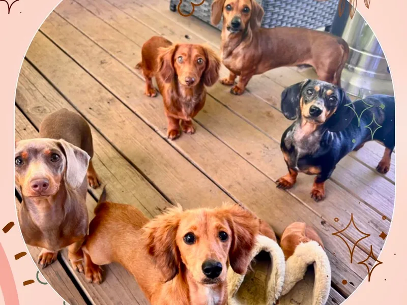 Burch’s Mini Weenies