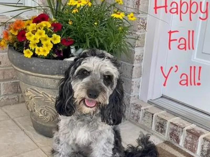 Burchfield's Cockapoos