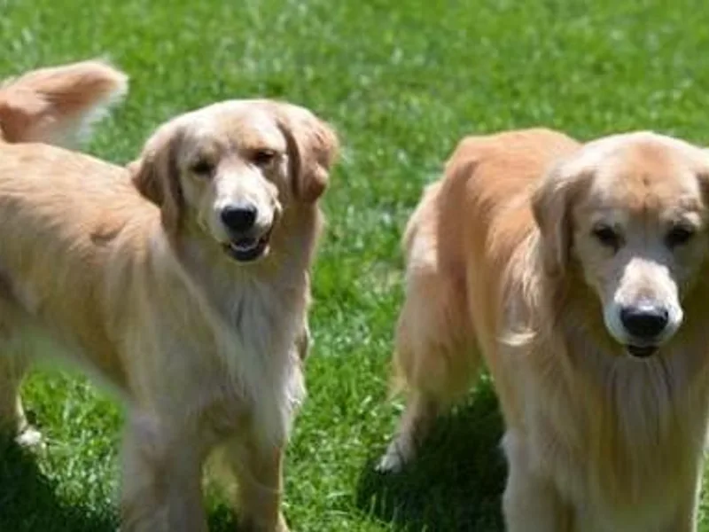 Burchi Woods Goldens
