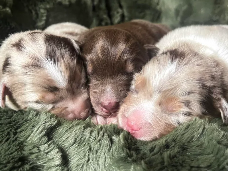 Burdock Hill Australian Shepherds