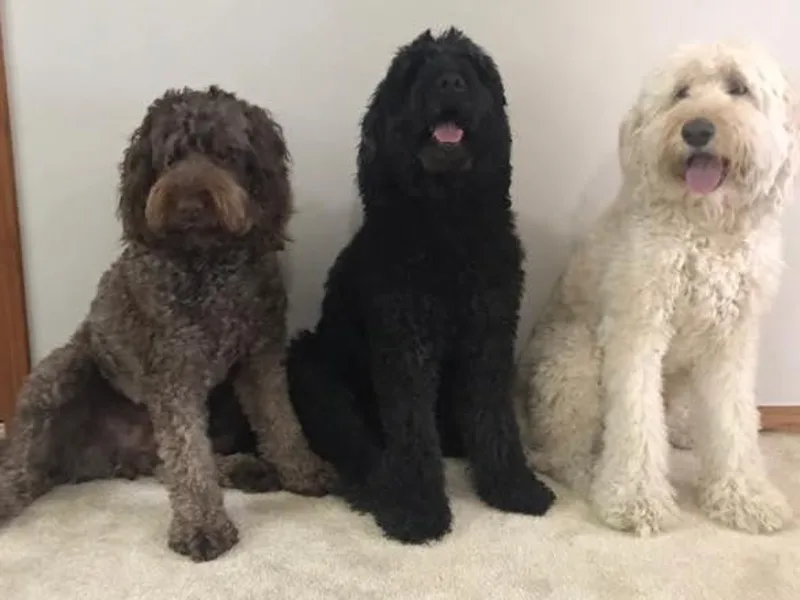 Burgener Run Labradoodles