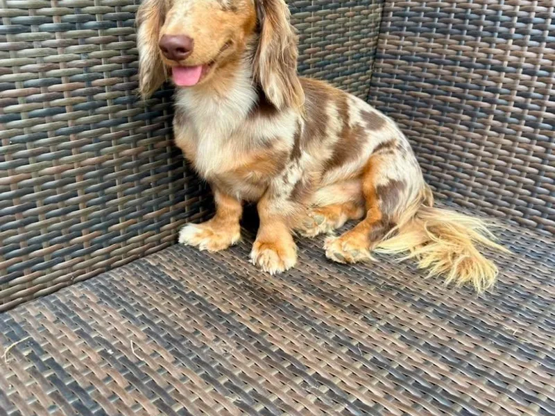 Burgett’s Barnyard Dachshunds