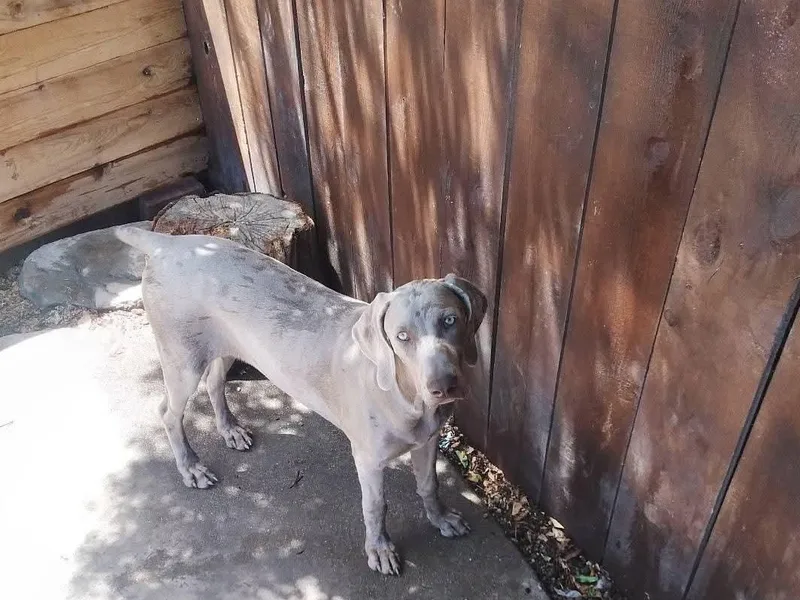 Burk House Kennel