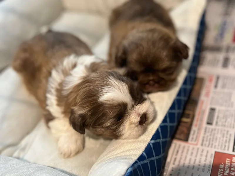 Burke Manor Shih Tzu