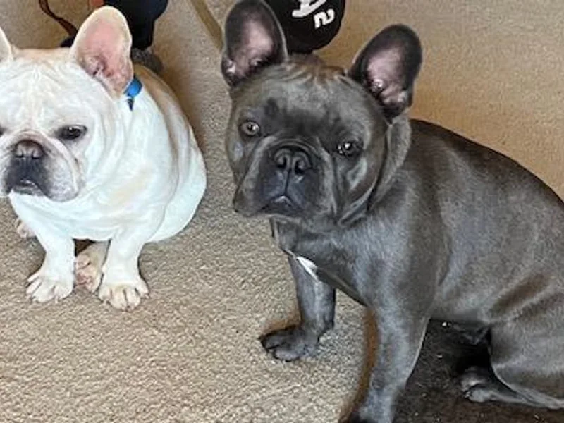 Burke’s Ranch French Bulldogs