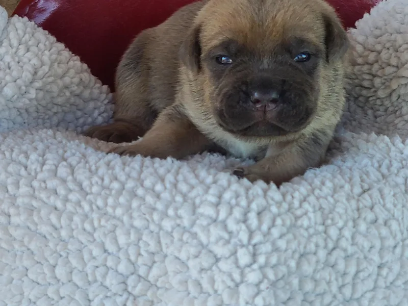 Burlap N Lace Cane Corso's