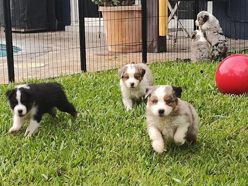 Burning Heart Aussies