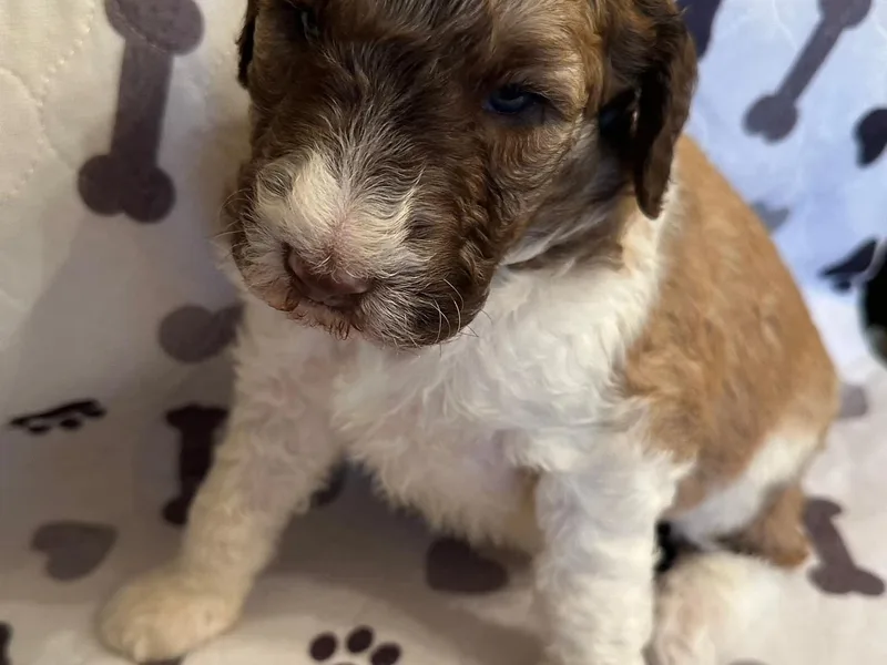 Burning Ring of Fire Breeding &amp; Studding