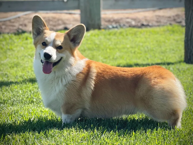 Burnside pembroke welsh corgis